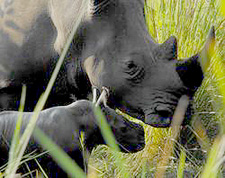 Baby born yesterday in the Ziwa Reserve, Uganda.  Photo by Angie Genade.