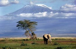 Kilimanjoro - Africa's Crowning Glory
