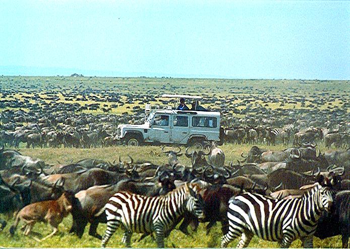 Serengeti's southern grassland plains.