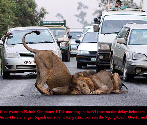 LIONS ON NAIROBI ROAD