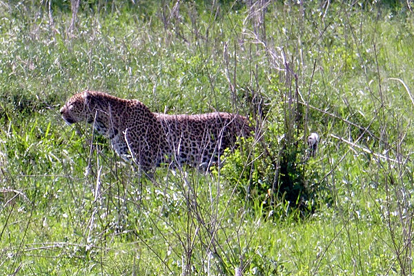 Stalking Leopard.897.MMcall